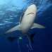 shark_silky_far_jar_v_0488_cub5564.jpg